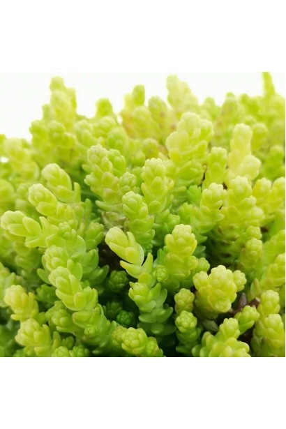 Очиток едкий Йеллоу Квин игольчатые золотистые листья